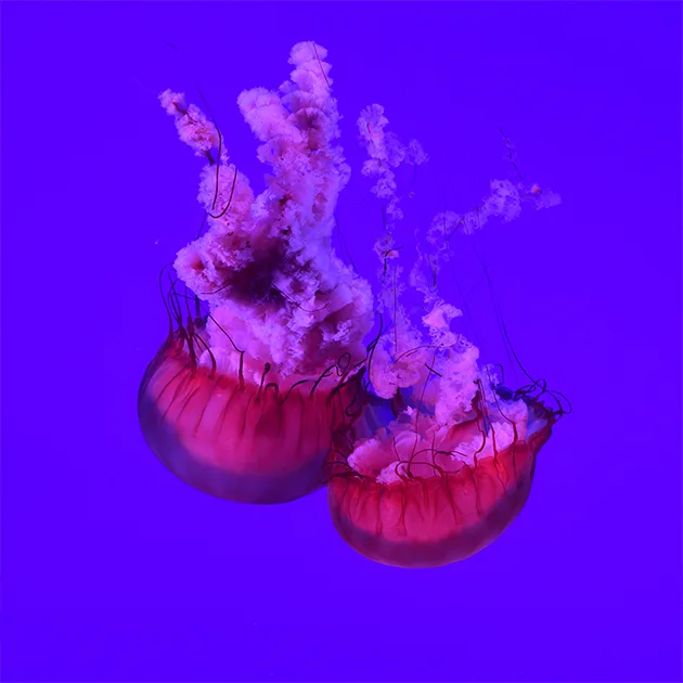 星空娱乐